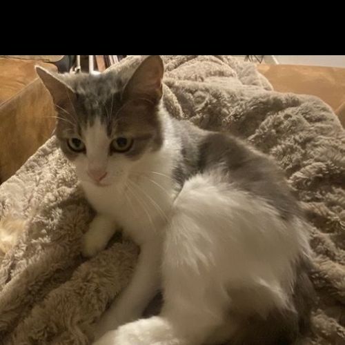 #BE2614575 - Minnie, chat perdu à Gourdinne - AnimalWeb Belgique #BE2614575 - Minnie, chat perdu à Gourdinne - AnimalWeb Belgique