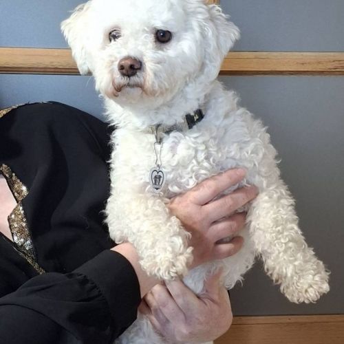 #BE2614685 - Adoptez Stella, un chien à Wiers – AnimalWeb #BE2614685 - Adoptez Stella, un chien à Wiers – AnimalWeb