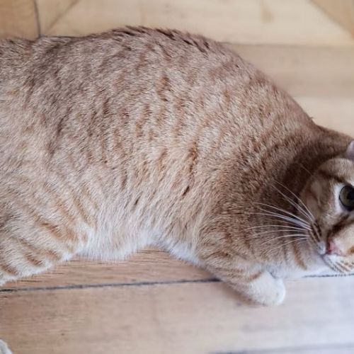 #BE2614686 - Chouchou, chat perdu à Auderghem - AnimalWeb Belgique #BE2614686 - Chouchou, chat perdu à Auderghem - AnimalWeb Belgique