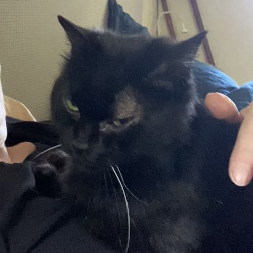 #BE2614688 - Cléo, chat perdu à Ottignies-Louvain-la-Neuve - AnimalWeb #BE2614688 - Cléo, chat perdu à Ottignies-Louvain-la-Neuve - AnimalWeb