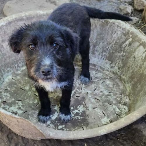 #BE2614707 - Alpha, chien croisé à adopter – AnimalWeb Belgique #BE2614707 - Alpha, chien croisé à adopter – AnimalWeb Belgique
