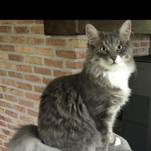 #BE2614712 - Mathou, chat perdu à Braine-le-Comte - AnimalWeb Belgique #BE2614712 - Mathou, chat perdu à Braine-le-Comte - AnimalWeb Belgique