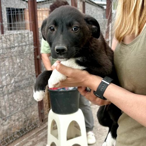 #BE2614717 - Donna, chien croisé à adopter – AnimalWeb Belgique #BE2614717 - Donna, chien croisé à adopter – AnimalWeb Belgique