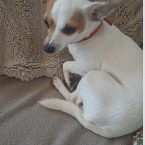#BE2614733 - Nelly, chien à adopter à Maurage – AnimalWeb #BE2614733 - Nelly, chien à adopter à Maurage – AnimalWeb