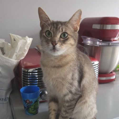 #BE2614736 - Titi, chat perdu à Molenbeek-Saint-Jean - AnimalWeb Belgi #BE2614736 - Titi, chat perdu à Molenbeek-Saint-Jean - AnimalWeb Belgi