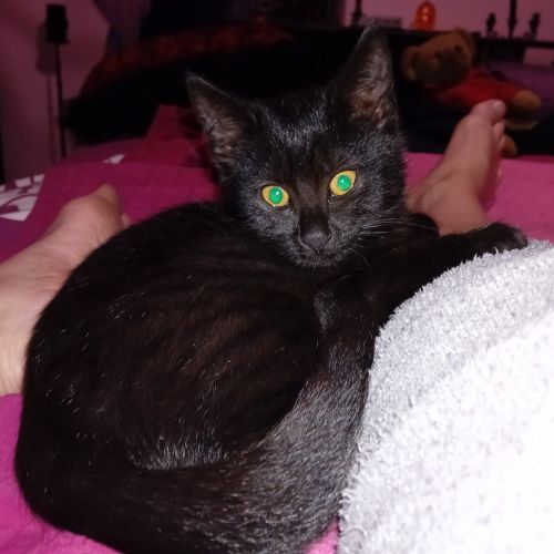 #BE2614737 - Yuki, chat perdu à Uccle - AnimalWeb Belgique #BE2614737 - Yuki, chat perdu à Uccle - AnimalWeb Belgique
