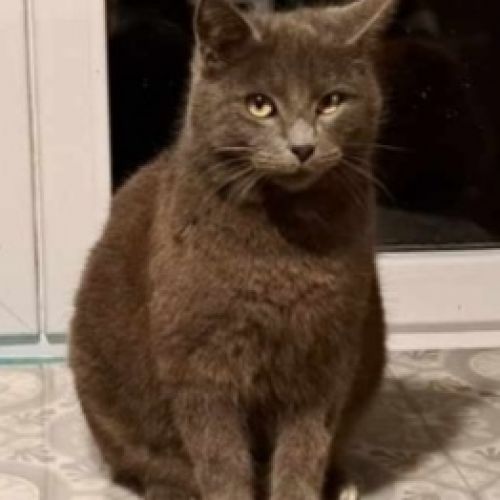 Arsène a disparu Arsène a disparu