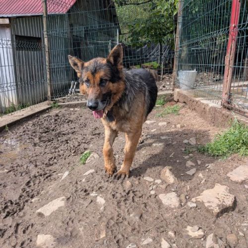 RUFUS - CHIEN A ADOPTER - HAPPY TOGETHER RUFUS - CHIEN A ADOPTER - HAPPY TOGETHER