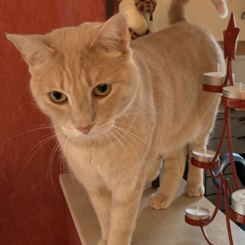 Chat disparu Chat disparu