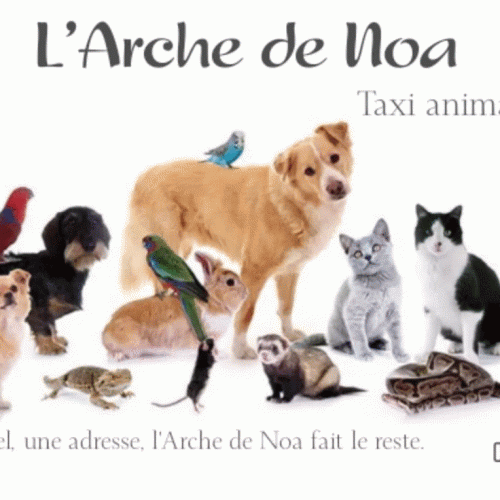 L Arche de Noa est un service de taxi en Belgique et l tranger