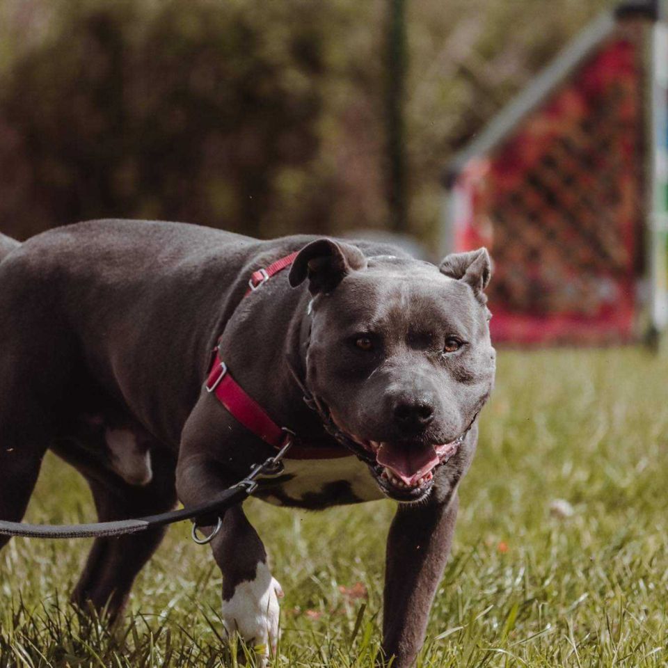 Chien à Adopter à Mouscron | AnimalWeb