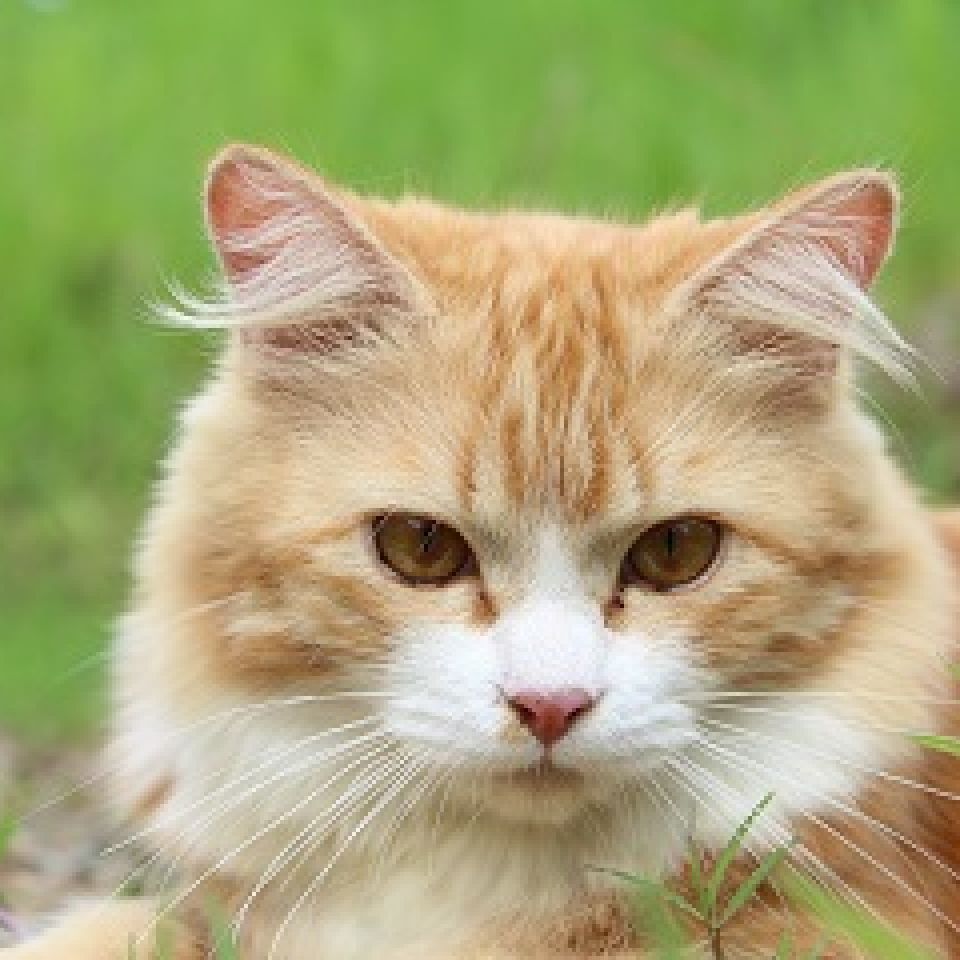 Au Phare Breton Pension Pour Animaux Animalweb