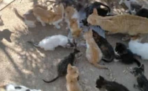 Groupe de chats errants de différentes couleurs se nourrissant ensembl Groupe de chats errants de différentes couleurs se nourrissant ensembl