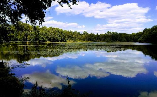 Etang et forêt en Sologne Etang et forêt en Sologne