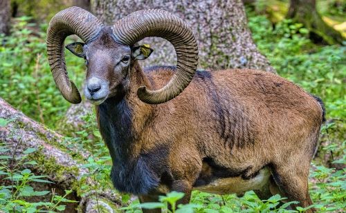 Mouflon dans un bois Mouflon dans un bois
