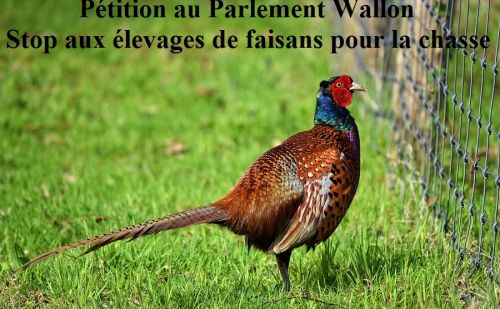 Faisan près d'une clôture avec ce texte : Pétition au Parlement Wallon Faisan près d'une clôture avec ce texte : Pétition au Parlement Wallon