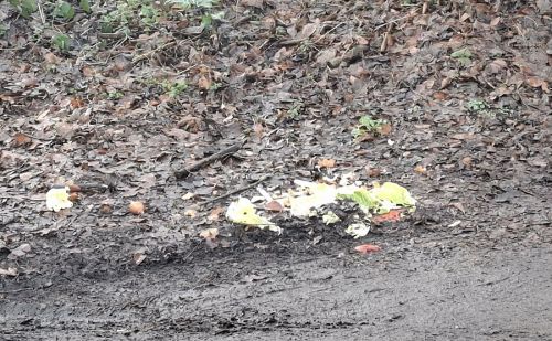 Déchets organiques en lisière de bois à Baudour (Saint-Ghislain) Déchets organiques en lisière de bois à Baudour (Saint-Ghislain)