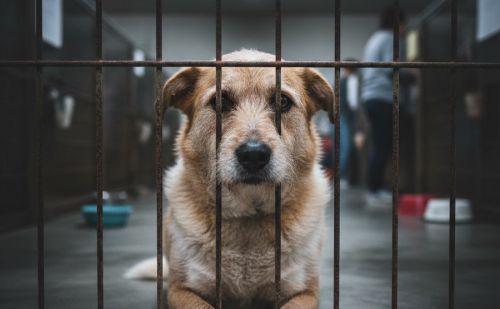 Chien derrière des barreaux dans un refuge Chien derrière des barreaux dans un refuge