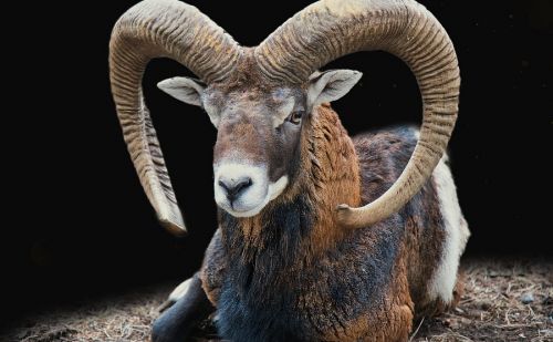 Mouflon Mouflon