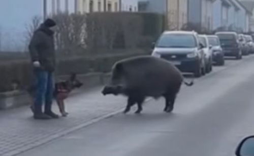 Sanglier qui croise un maître avec son chien dans une zone résidentiel Sanglier qui croise un maître avec son chien dans une zone résidentiel