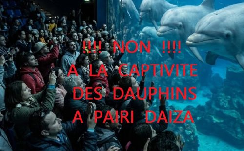 Pairi Daiza : la science comme justification à la captivité des dauphins Pairi Daiza : la science comme justification à la captivité des dauphins