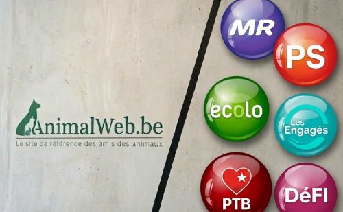 Comparatif AnimalWeb : MR, PS, Ecolo, Les Engagés, PTB et DéFI face au Comparatif AnimalWeb : MR, PS, Ecolo, Les Engagés, PTB et DéFI face au