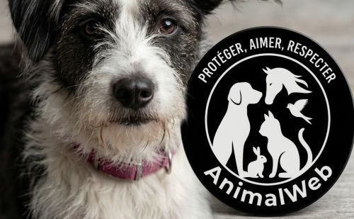 Violette est un chien adopté en Roumanie via le site AnimalWeb Violette est un chien adopté en Roumanie via le site AnimalWeb