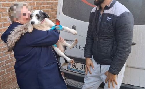 Acceuil d'un chien venu de Roumanie pour adoption Acceuil d'un chien venu de Roumanie pour adoption