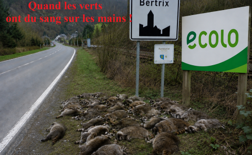 Ratons-laveurs morts sous la pancarte Bertrix et Ecolo Ratons-laveurs morts sous la pancarte Bertrix et Ecolo