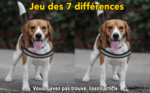 2 beagles identiques 2 beagles identiques